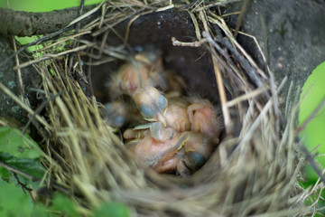 Obraz premium Bird's nest.