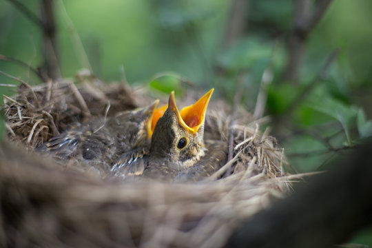 Bird's nest.