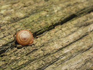 Burgundy snail (Helix, Roman snail, edible snail, escargot) crawling on its old wood