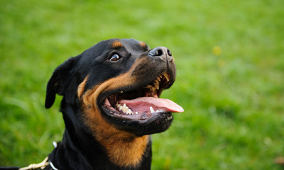 Rottweiler with mouth wide open against lawn grass