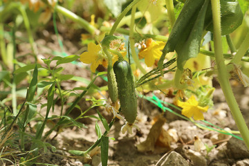 cornichon