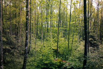 Obraz premium Forest in Tyrol, Austria