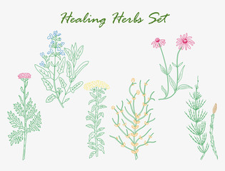 Fototapeta na wymiar healing herbs set