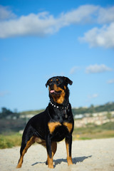 Rottweiler standing on beach sand with blue sky and clouds