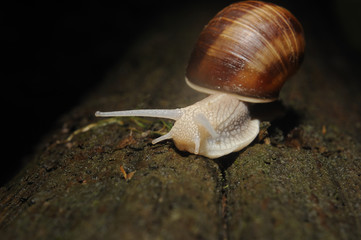 Burgundy snail (Helix, Roman snail, edible snail, escargot) crawling on its old wood