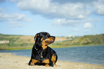 Rottweiler lying down at lake shore beach with blue sky and clouds