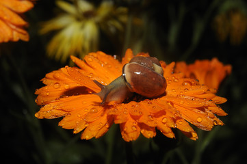 Snail close up on Flower moving along

