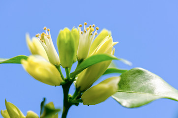 Pollen on white flowers of Murraya paniculata or Orange Jessamine on blue sky background