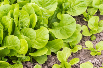 close up of salad Parella lettuce in the garden in spring