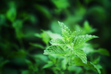 Green natural background bush mint, blurred image, selective foc