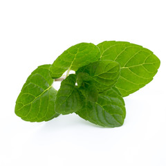 Mint leaves isolated on white background.