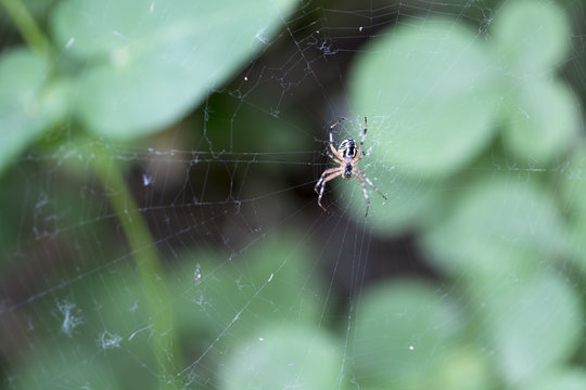 Spider