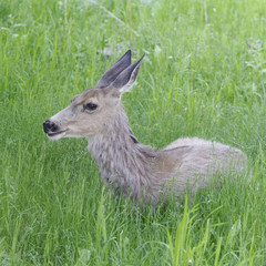 Deer in Glacier National Park