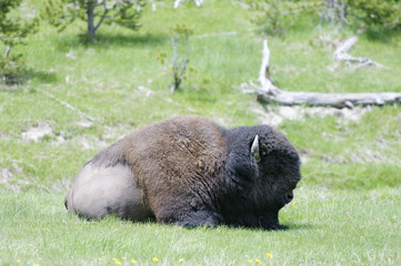 Fototapeta premium Bison