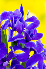 Purple iris flower on the yellow background. © gitusik