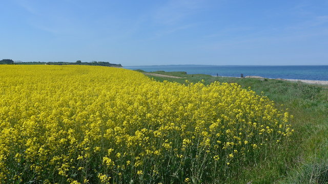 Rapeseed field on the Baltic Sea 