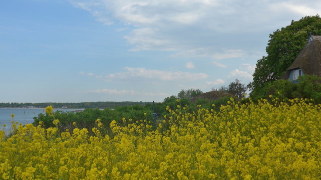 Rapeseed field on the Baltic Sea 