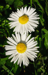 Common daisy © Nikolai Korzhov