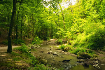 Fototapeta na wymiar Flowing stream in beautiful forest