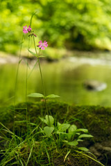 Red campion flower on a rock in the forest