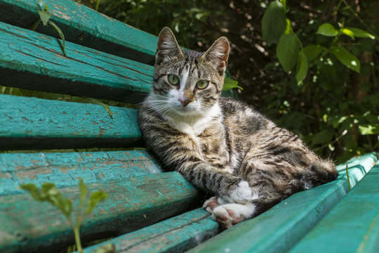 кошка лежит на скамейке