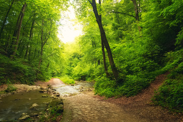 Flowing stream in forest with path.
