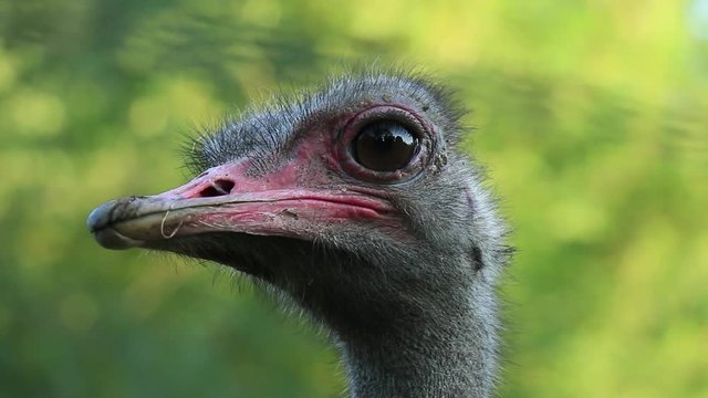 Ostrich head, close-up