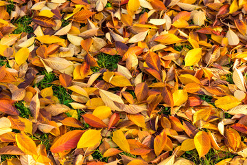 Leaves on the ground