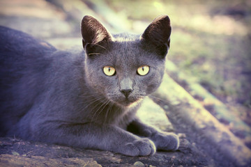 Silver cat looking at the camera