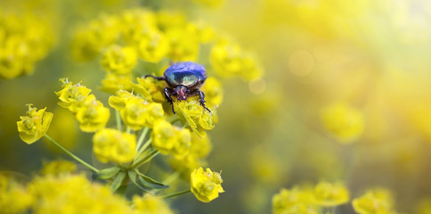 Nature website banner of a bug as eating flower