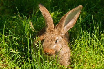 Rabbit in grass.