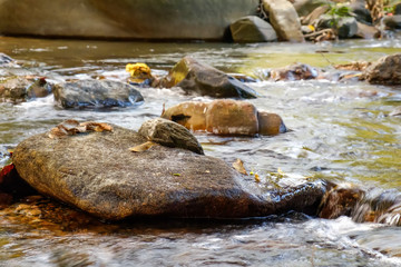 Mountain stream in Khao Sok National Park, Surat Thani Province, Thailand. Selective focus on a large rock in the foreground.