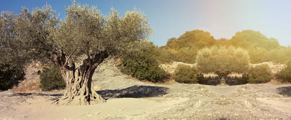 Olive tree nature website banner