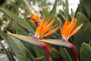 Two Birds of paradise