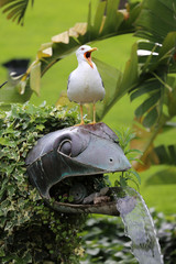 Fototapeta premium Seagull Bird with Open Beak