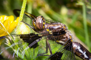 Macro Dragonfly Eyes