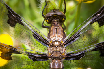Macro Dragonfly Eyes