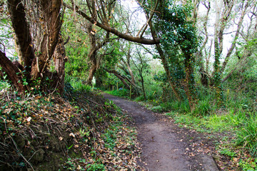 View along a country path in Bude, Cornwall