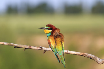 colored bird on a summer day