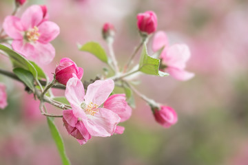 Naklejka na ściany i meble Blossoming apple tree