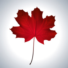Red maple leaf as an autumn symbol