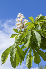 Chestnut flowers