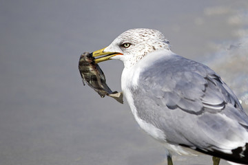 A Ring billed Gull (Larus delawarensis) holding an Atlantic Spadefish on a Gulf Coast beach.