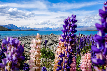 Flowers with lake, mountains and a blue sky on the background Lake tekapo in the South Island of...