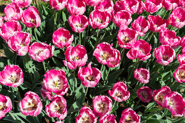 Obraz na płótnie Canvas Pink tulips. Flowers background. Top view