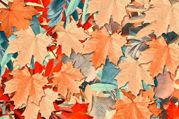 abstract background of autumn leaves