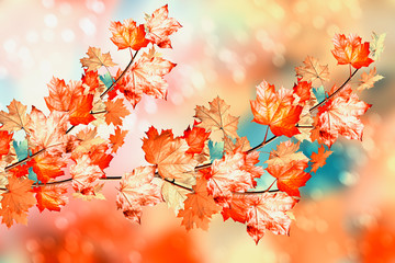 Fototapeta na wymiar Autumn foliage. Golden Autumn.