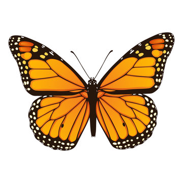 Monarch Butterfly. Hand Drawn Vector Illustration