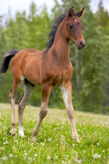 Naklejka na ściany i meble Curious Bay Arabian Horse Foal walking in meadow
