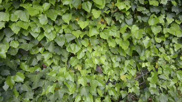 pianta di edera mossa dal vento
